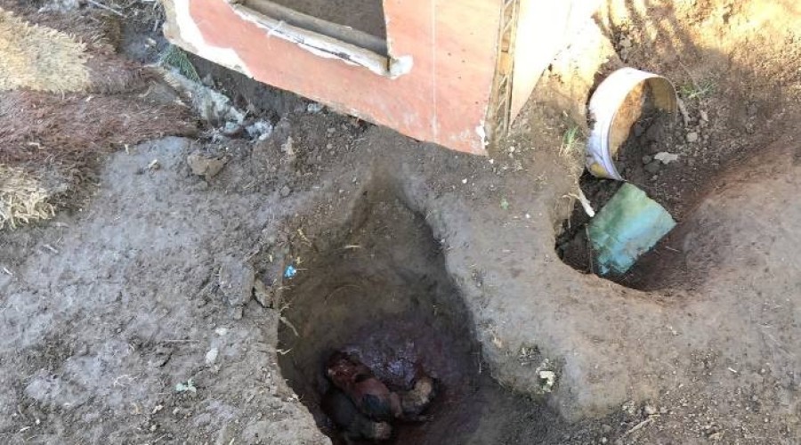 interwencja reks malbork (1)