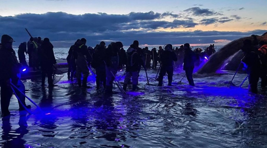 bursztynowa gorączka przekop0107