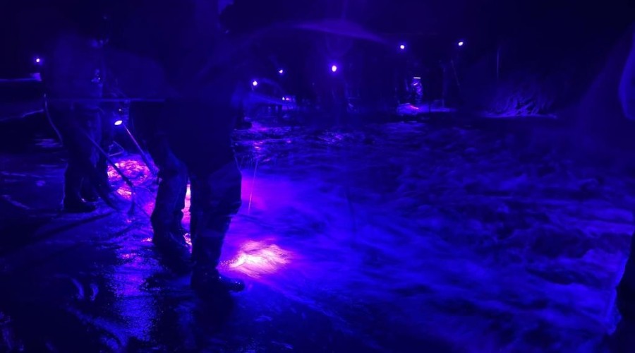 bursztynowa gorączka przekop0111