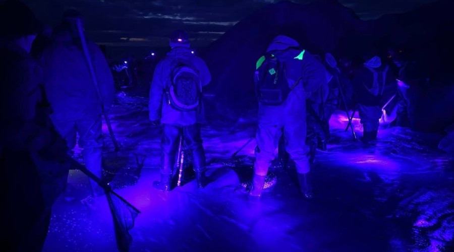 bursztynowa gorączka przekop0116