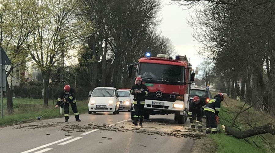 jantarowa-powalone-drzewo-5