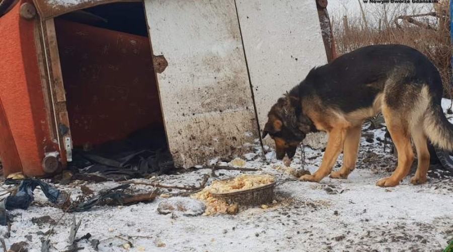 2NDG- ustawa o ochronie zwierzat