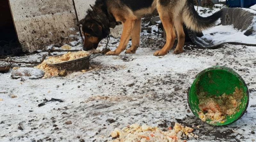 4-ustawa o ochronie zwierzat