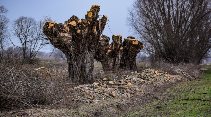 ogławianie wierzb żuławy1