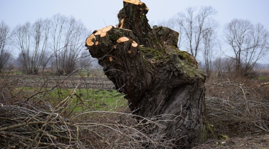 ogławianie wierzb żuławy2