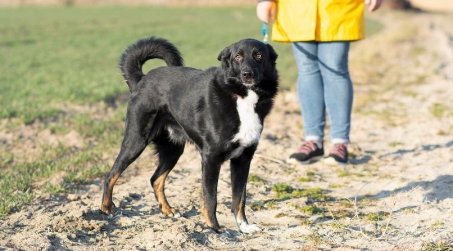 rocky potrzebuje domu tymczasowego2