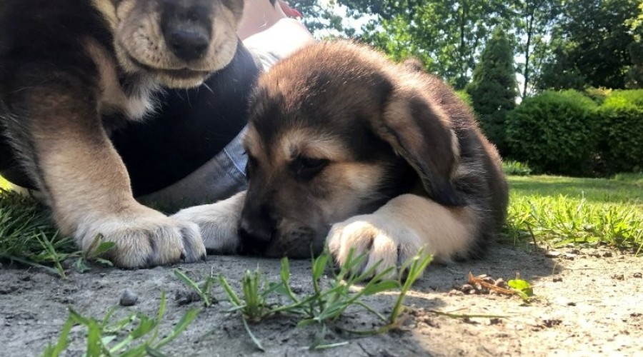 Szczeniaki szukają domu3