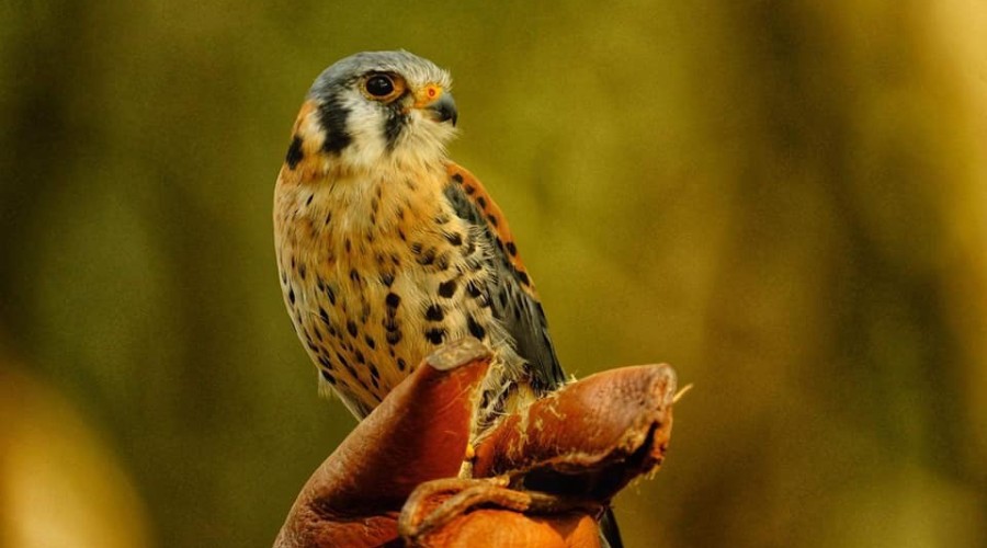 ptasi piknik krynica morska (10)