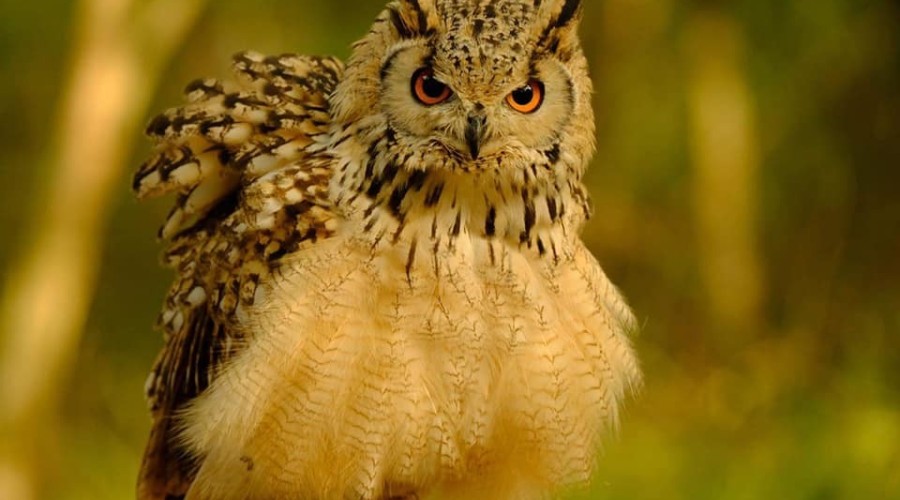 ptasi piknik krynica morska (2)