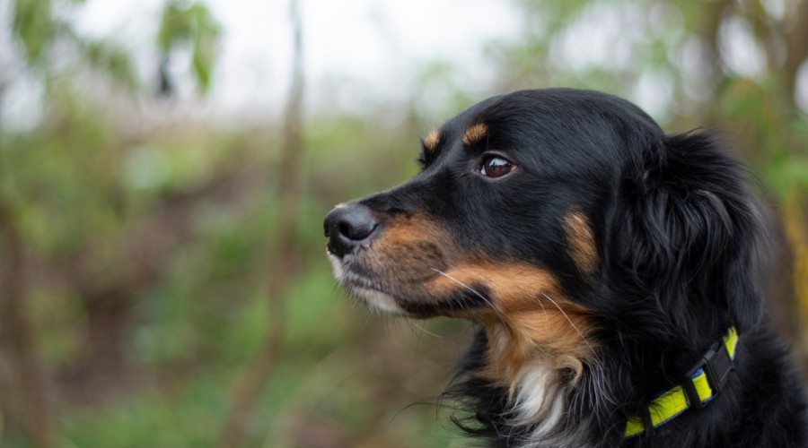 schronisko iskierka (1)