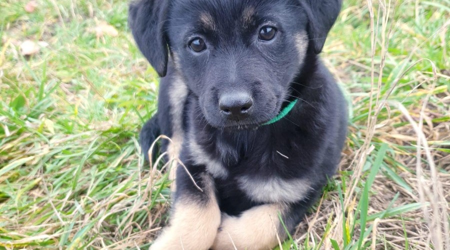 schronisko iskierka (2)