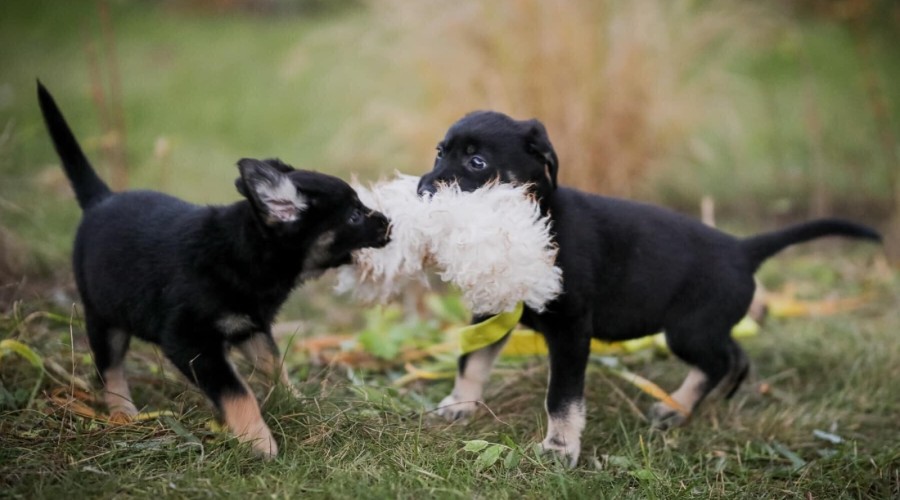 schronisko iskierka (4)