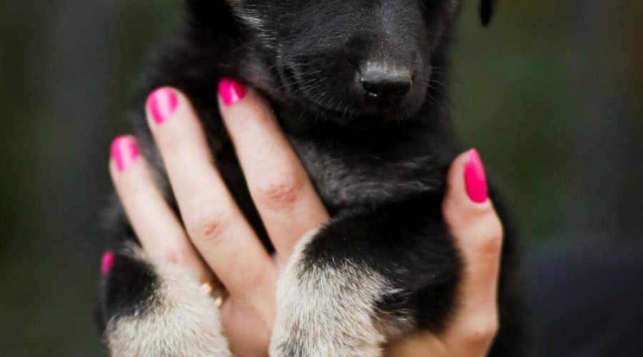 schronisko iskierka (7)