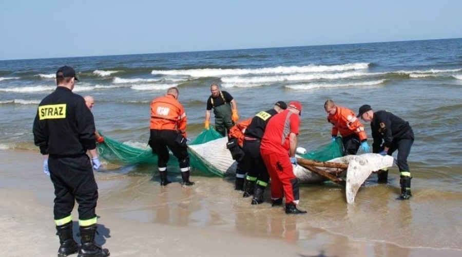 Martwy Wieloryb na plaży w Kątach Rybackich (4)