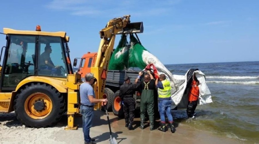 Martwy Wieloryb na plaży w Kątach Rybackich (5)