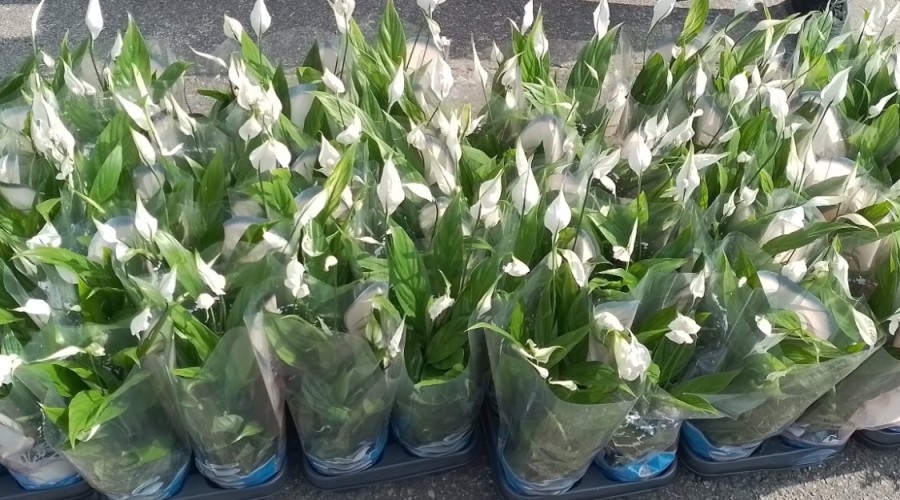 dzień ziemi sztutowo (1)