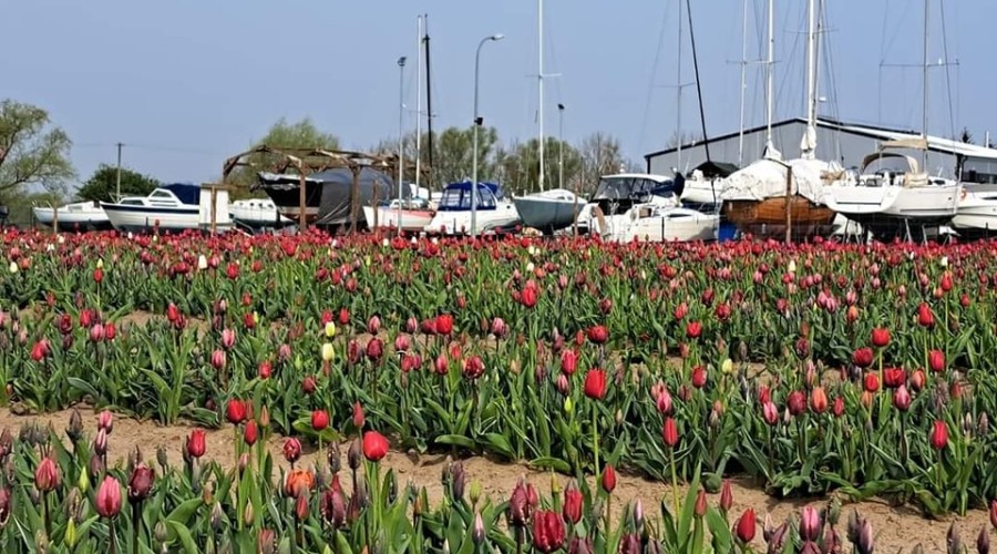 tulipany cedry wielkie (10)