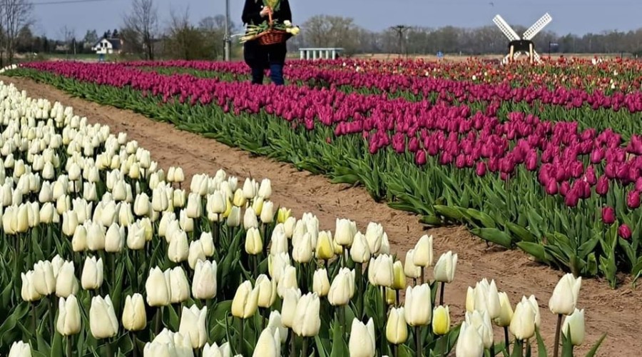 tulipany cedry wielkie (7)