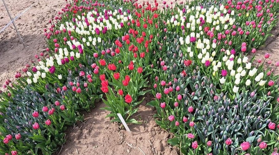 tulipany cedry wielkie (8)