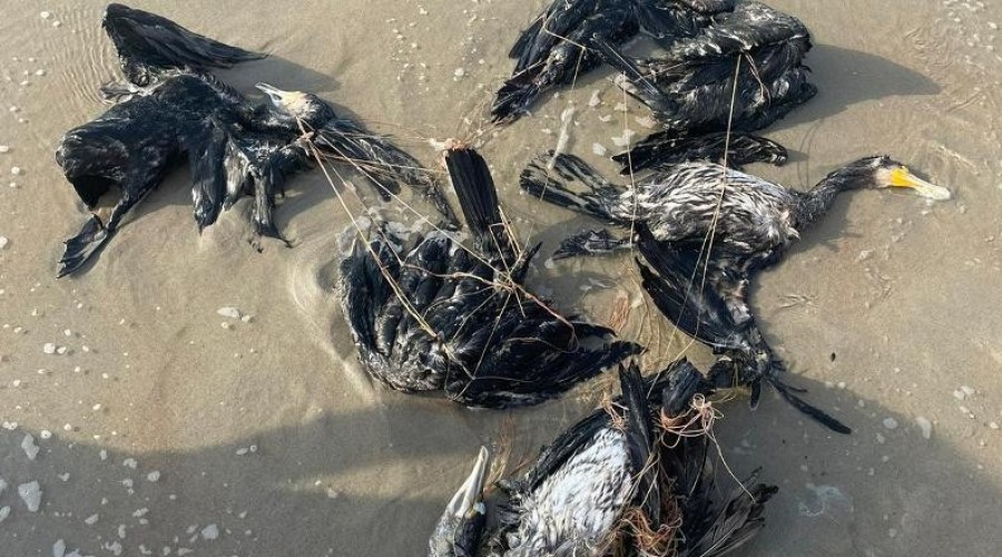 kormorany na plaży krynica morska3