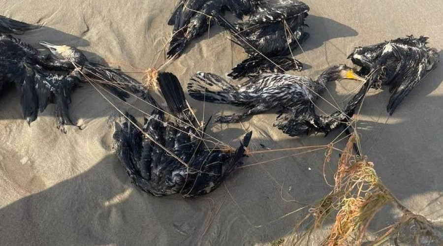 kormorany na plaży krynica morska4