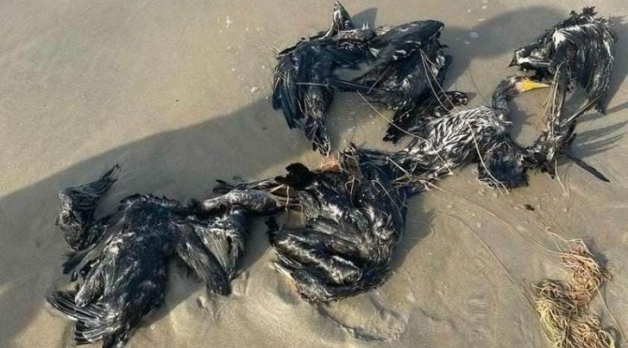 kormorany na plaży krynica morska6