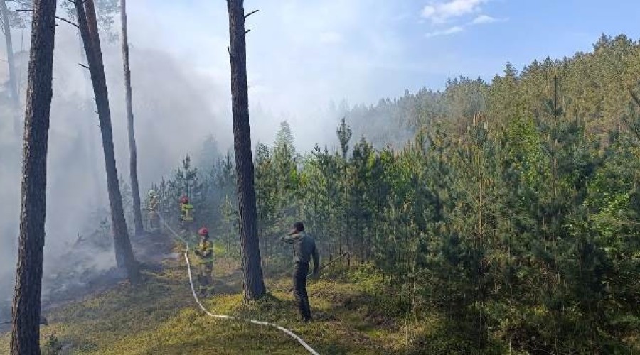 pozar lasu mikoszewo2