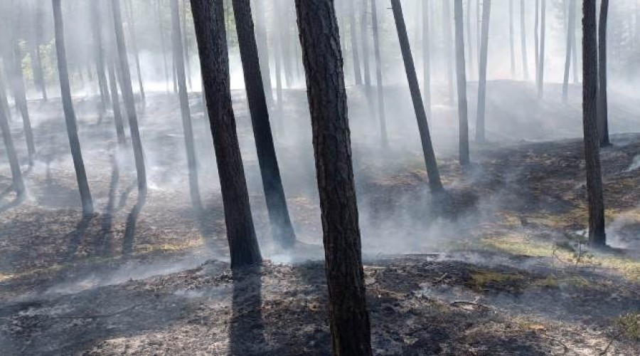 pozar lasu mikoszewo3