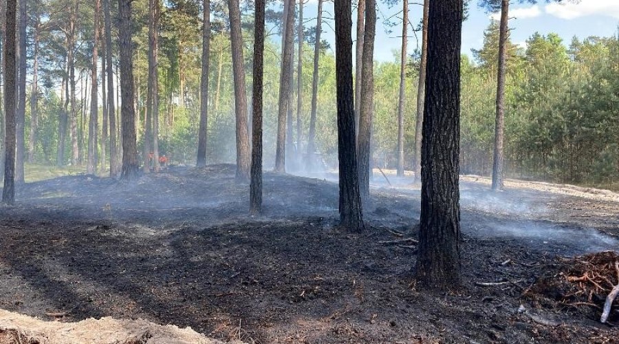 pozar lasu mikoszewo5