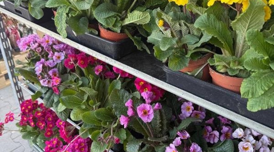 psb mrówka ndg gazetka oferta (3)