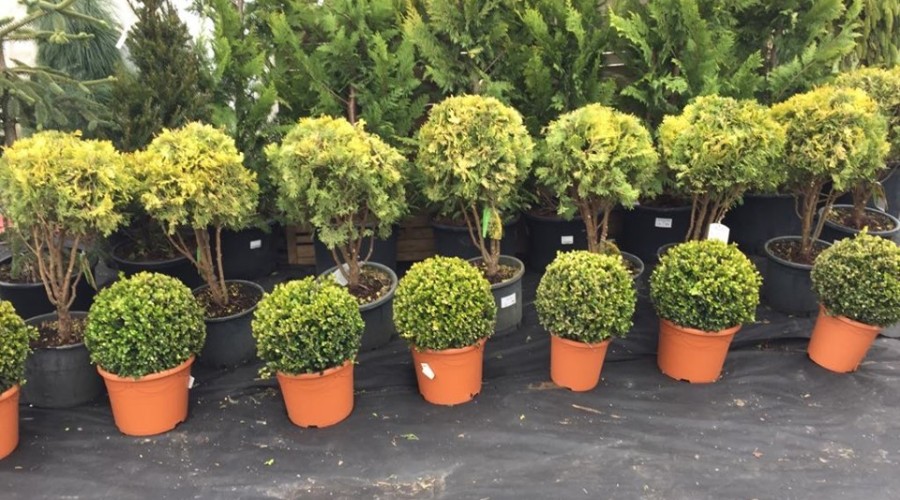 58864914_1035436209982047_8054409301843771392_n