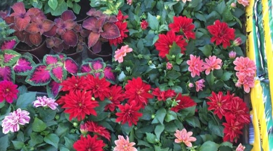 59192852_1035123136680021_1686436187427831808_n