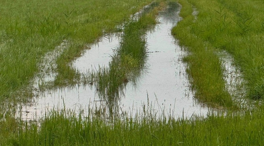 zuławy pod wodą (11)