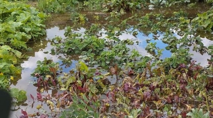 zuławy pod wodą (24)