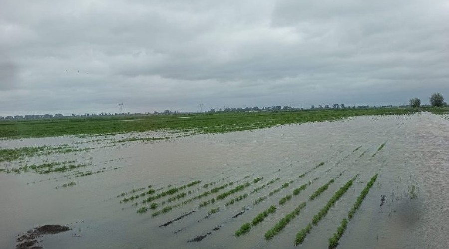 zuławy pod wodą (28)