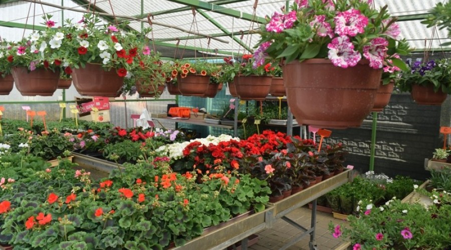 ogrodnictwo zagonowa nowy dwór gdański14