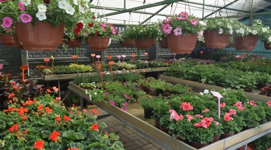 ogrodnictwo zagonowa nowy dwór gdański17