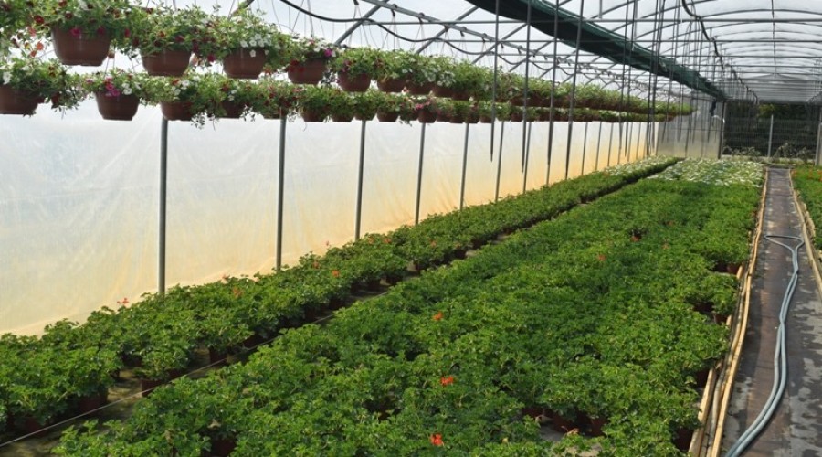 ogrodnictwo zagonowa nowy dwór gdański19