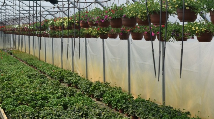 ogrodnictwo zagonowa nowy dwór gdański20