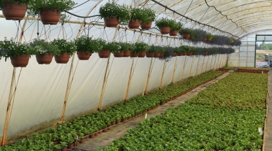 ogrodnictwo zagonowa nowy dwór gdański21