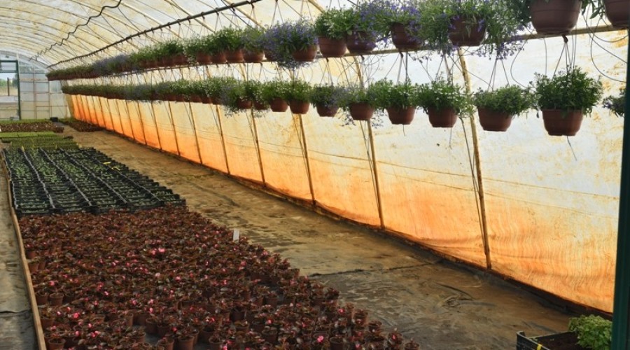 ogrodnictwo zagonowa nowy dwór gdański22