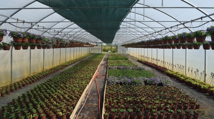 ogrodnictwo zagonowa nowy dwór gdański23