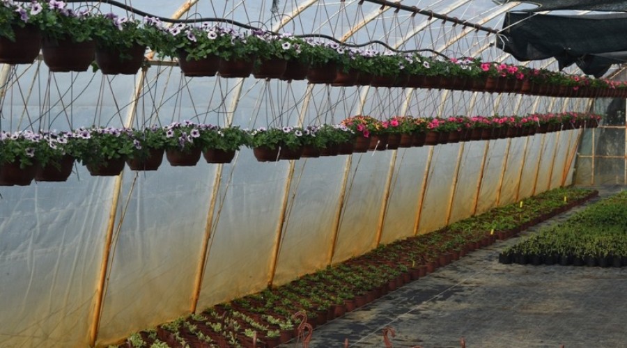 ogrodnictwo zagonowa nowy dwór gdański28