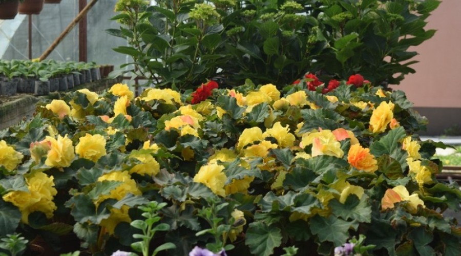 ogrodnictwo zagonowa nowy dwór gdański33