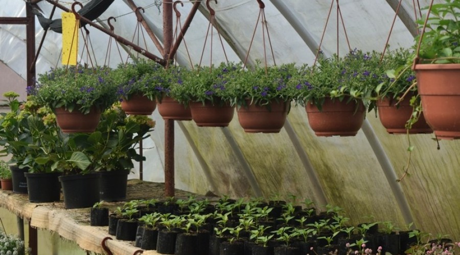 ogrodnictwo zagonowa nowy dwór gdański35