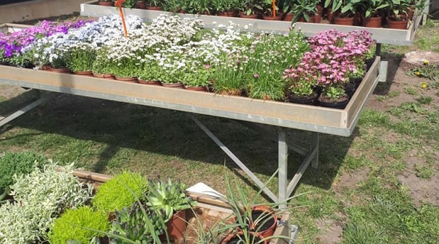 ogrodnictwo zagonowa nowy dwór gdański (1)