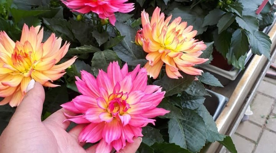 ogrodnictwo zagonowa nowy dwór gdański (10)