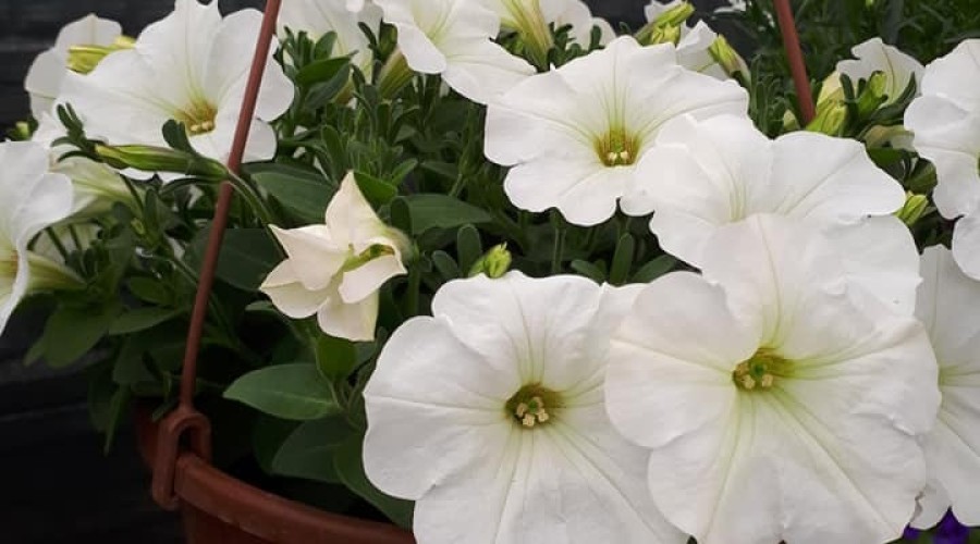 ogrodnictwo zagonowa nowy dwór gdański (13)