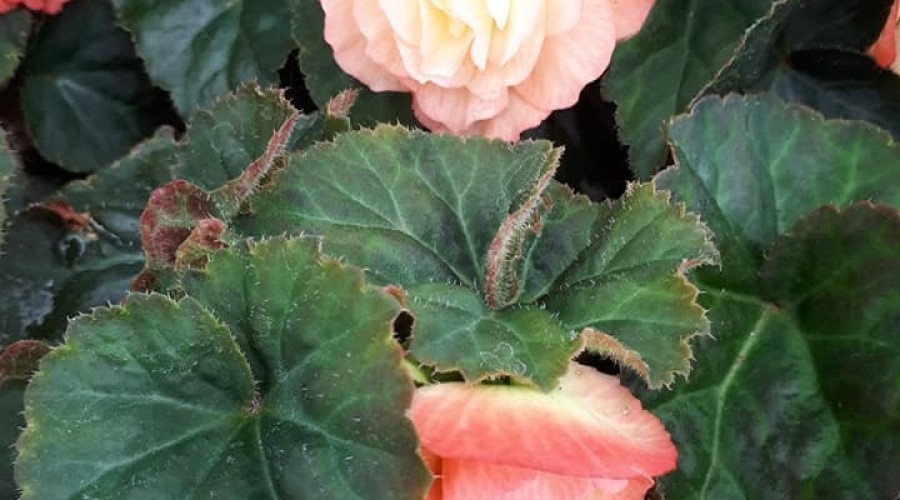 ogrodnictwo zagonowa nowy dwór gdański (14)