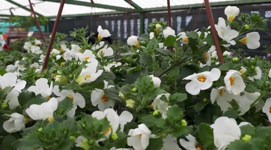 ogrodnictwo zagonowa nowy dwór gdański (15)